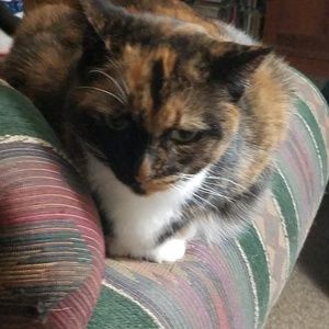 Meet your Posher, Anne